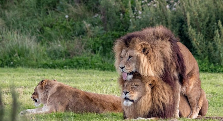 leones homosexuales