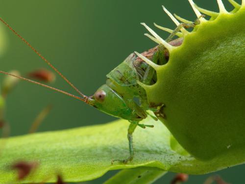 Depositphotos_412087848_XL (1) planta carnívora con insecto