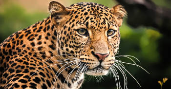 leopardo encontro monito perdido reaccion viral