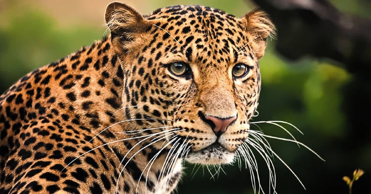 leopardo encontro monito perdido reaccion viral