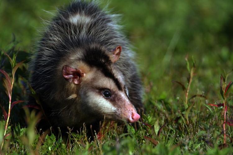 Comadreja overa Comadreja overa en pasto