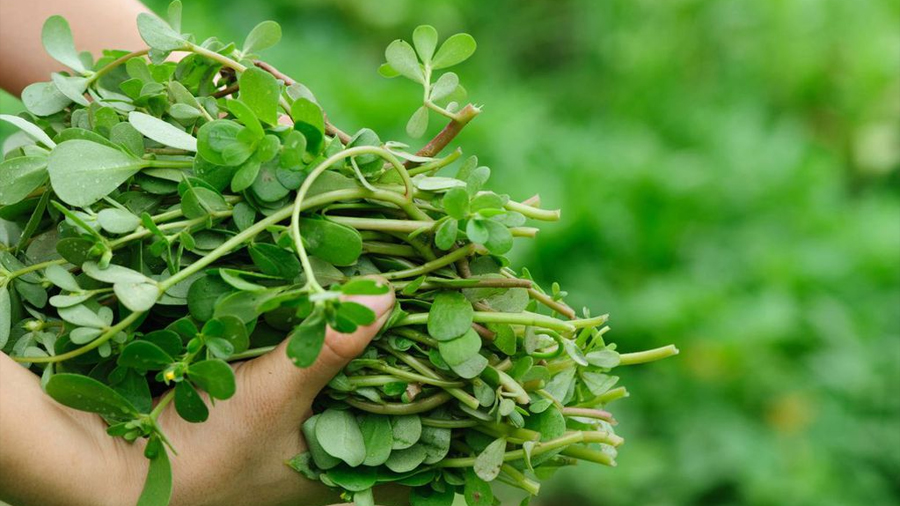 20 08 22 maleza 20 08 22 maleza