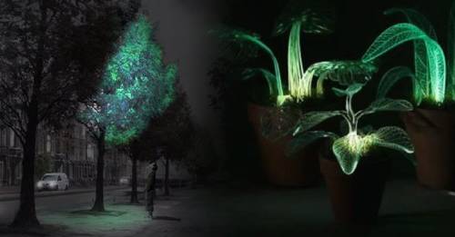 Científicos crean árboles bioluminiscentes para iluminar las calles