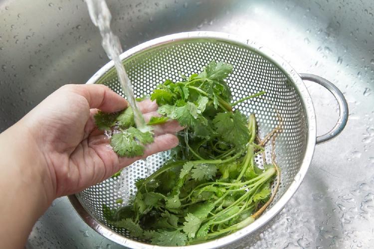 cilantro purifica agua