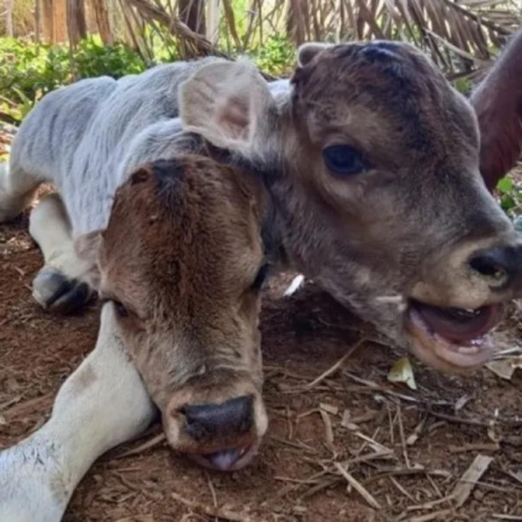 becerro dos cabezas2 becerro dos cabezas2