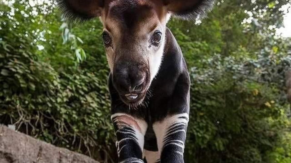 Okapi Okapi: el animal mitad jirafa, mitad cebra que lucha por sobrevivir. (Foto: Pinterest)
