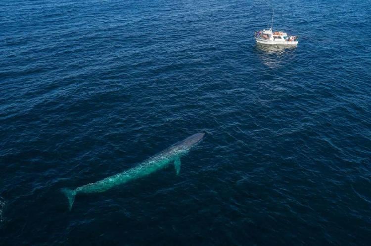 ballena azul 2