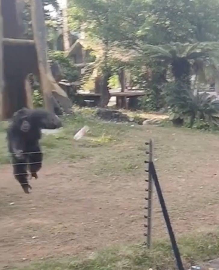 chimpance zoo chimpance zoo