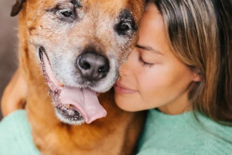 perro viejo Imagen: Pinterest