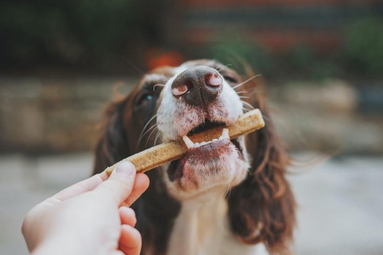 perro comiendo