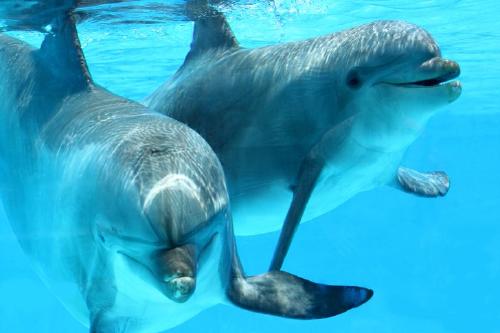 delfines delfines