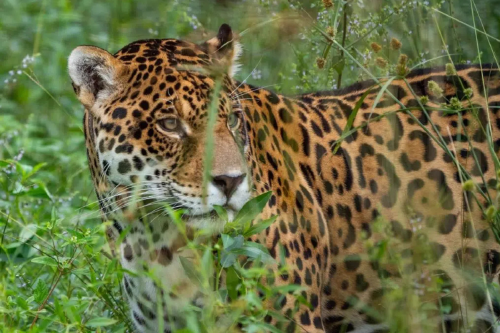 yaguarete Imagen: noticiasmabientales.com