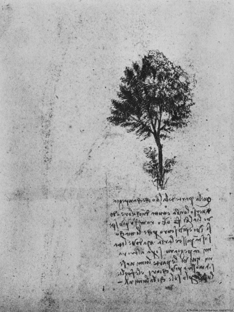 Arbol Da Vinci 2