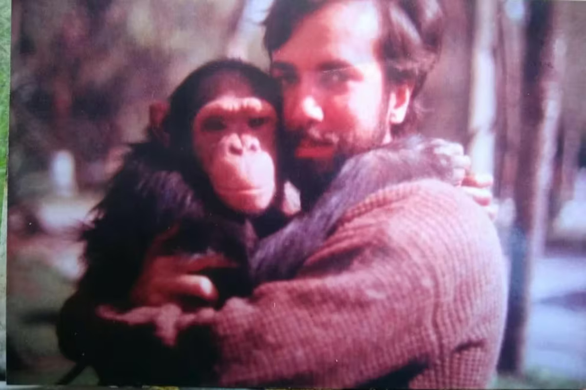 chimpancé tomy2 chimpancé tomy2