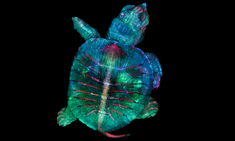 1 Teresa Zgoda Teresa Kugler Nikon Small World Photomicrography Competition Teresa Zgoda & Teresa Kugler / Nikon Small World Photomicrography Competition