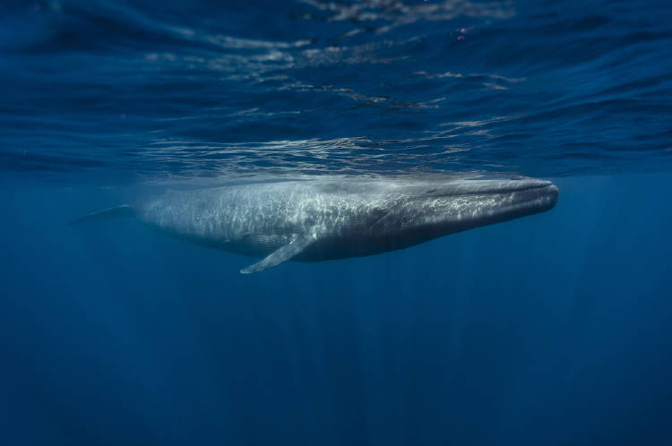 ballena azul