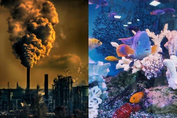 Qué es y por qué se produce la acidificación de los océanos