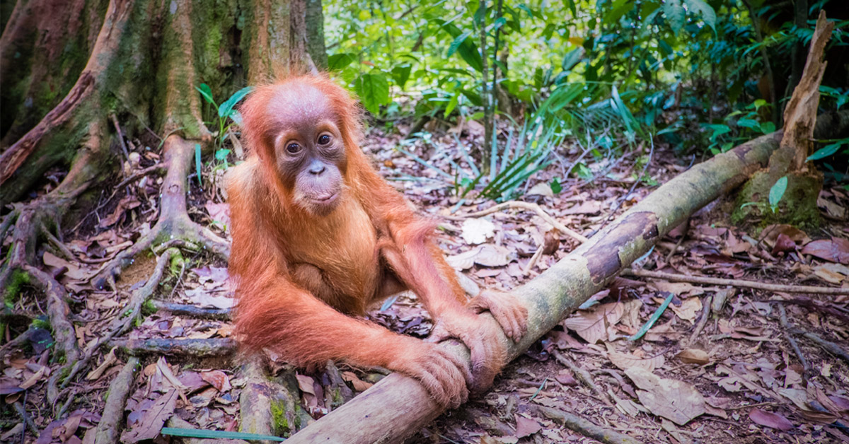 extincion masiva extincion masiva