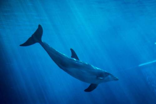Murió el delfín que vivía en soledad en un acuario abandonado