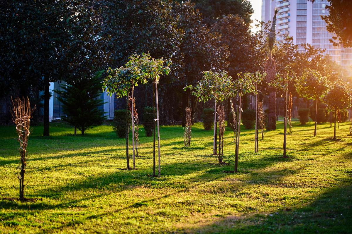 Plantar árboles ciudad