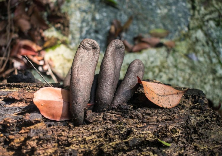 hongo dedos de muerto2 hongo dedos de muerto2