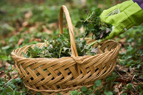 Los londinenses confinados buscan alimentos silvestres