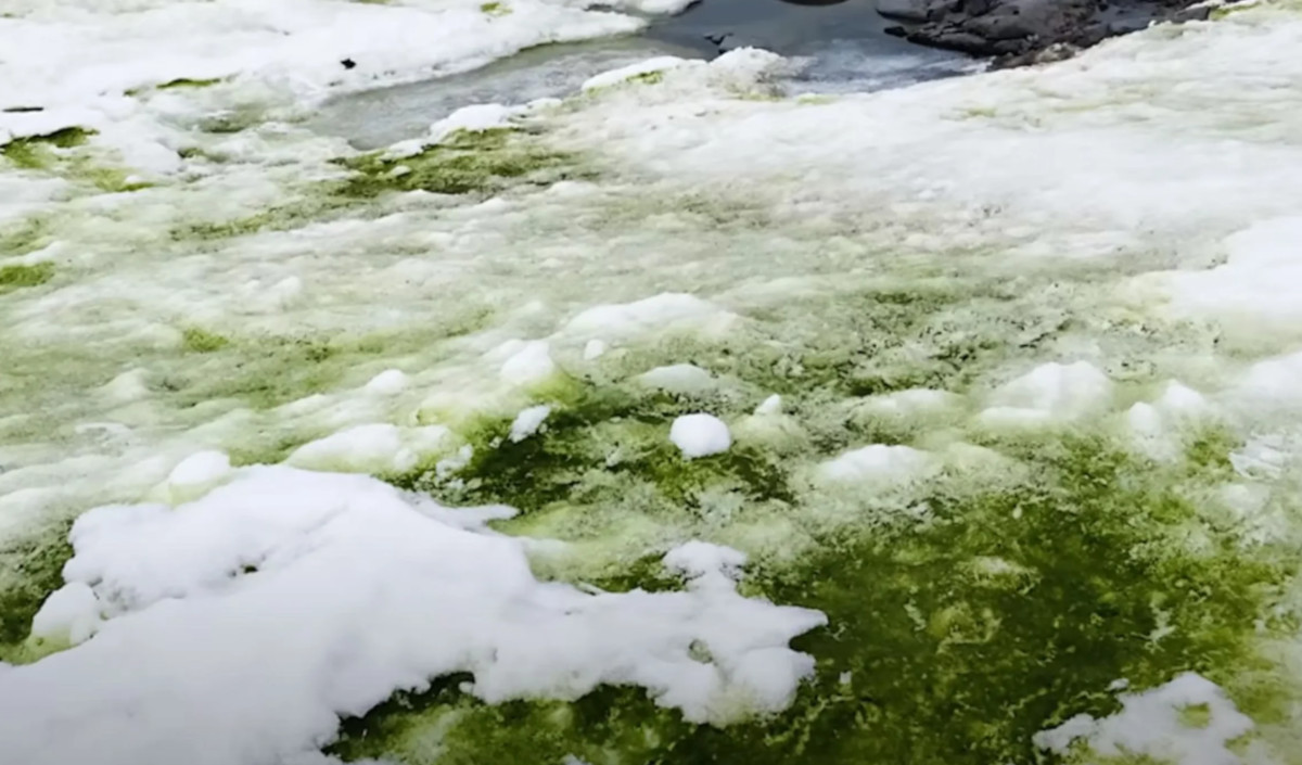 nieve verde antártida