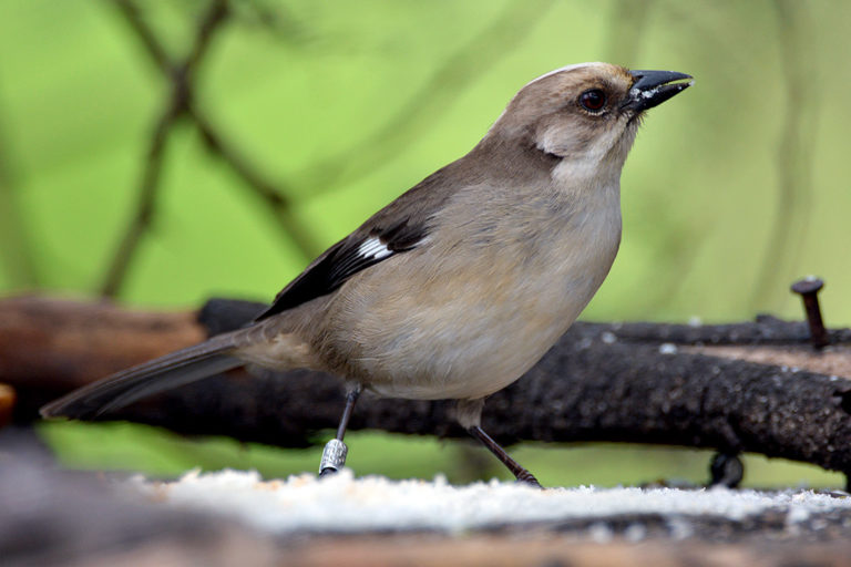 Reserva Yunguilla Matorralero Cabecipalido Byron Puglla 768x512 Reserva Yunguilla Matorralero Cabecipalido Byron Puglla 768x512