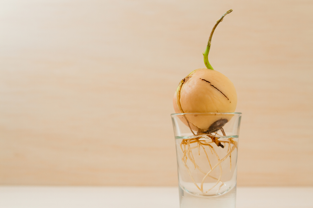 germinar semilla de aguacate germinar semilla de aguacate