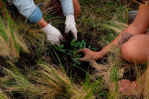 plantación de árboles en bosques de altura Voluntarios plantando árboles en bosques de altura