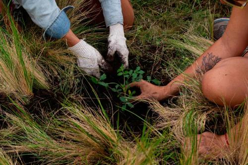 Voluntarios plantando árboles en bosques de altura