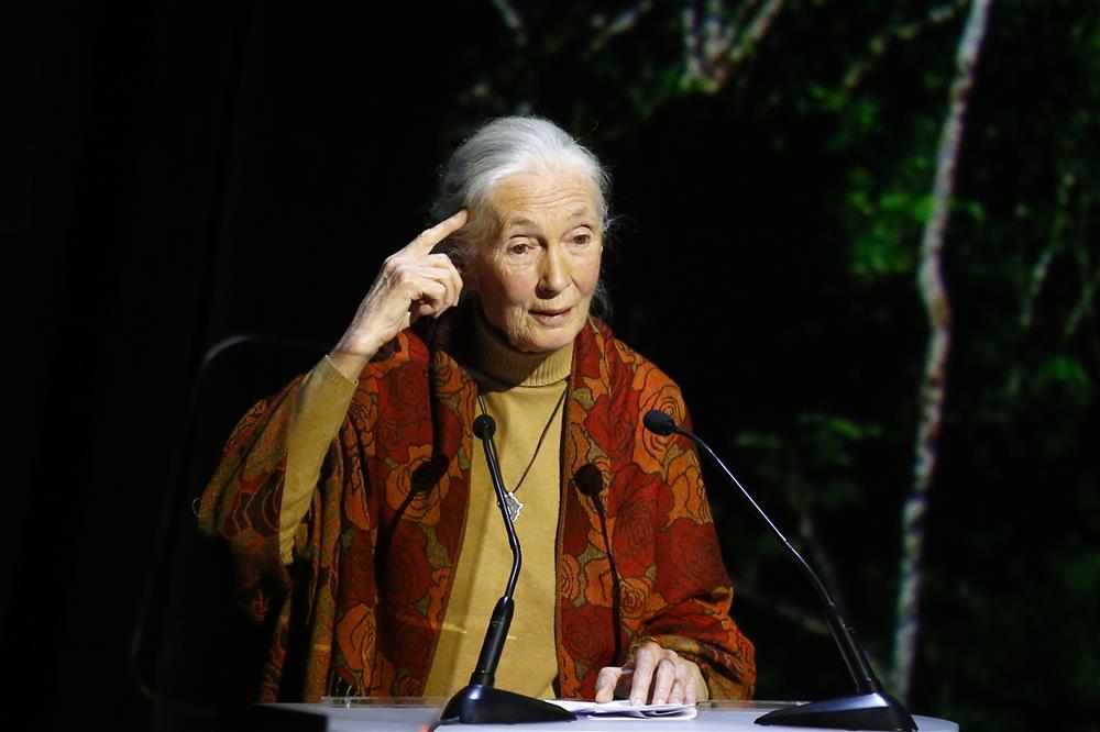 jane goodall en una de sus multiples conferencias_bf100467 jane goodall en una de sus multiples conferencias_bf100467