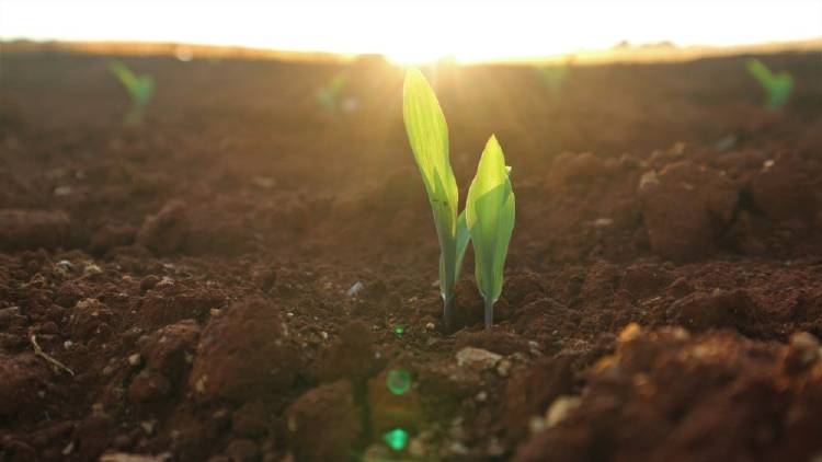 Una planta creciendo de la tierra en un campo con sol de fondo