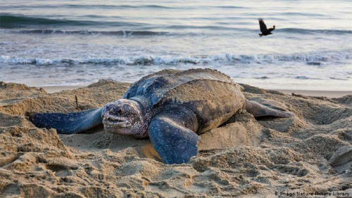Ecuador: hallan un nido de la enorme tortuga laúd, especie en peligro de extinción