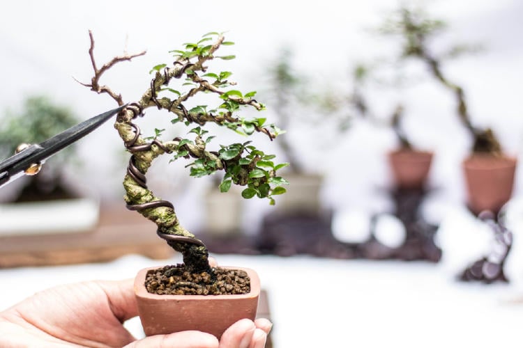 bonsai