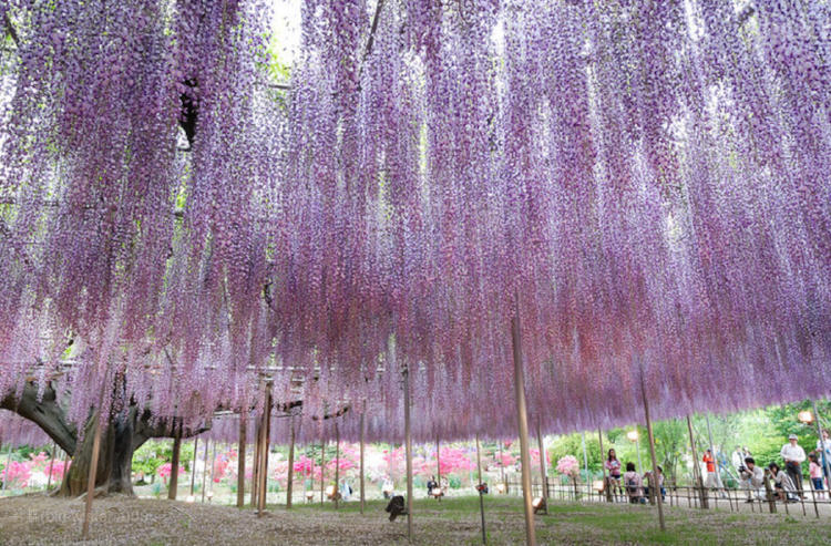 wisteria glicina japón2