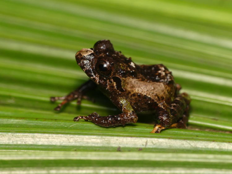 Pristimantis maryanneae Pristimantis maryanneae