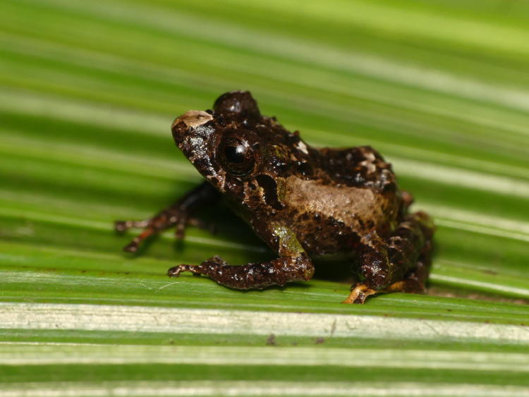 Pristimantis maryanneae