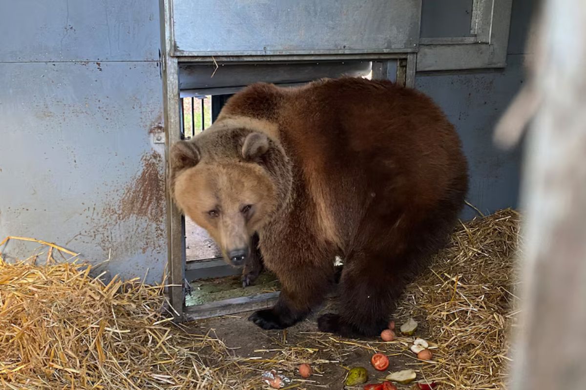 Dos osos pudieron sobrevivir a un ataque de misil que destruyó su hogar (Cortesía/ FOUR PAWS)