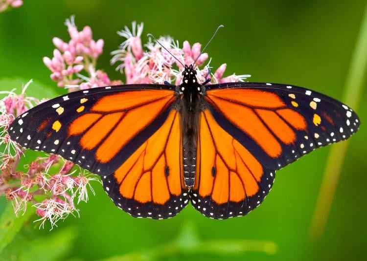 Aposematismo Aposematismo