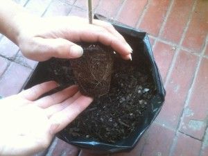 15 .- Tomar una pequeña planta con las raíces ya formadas desde el semillero...