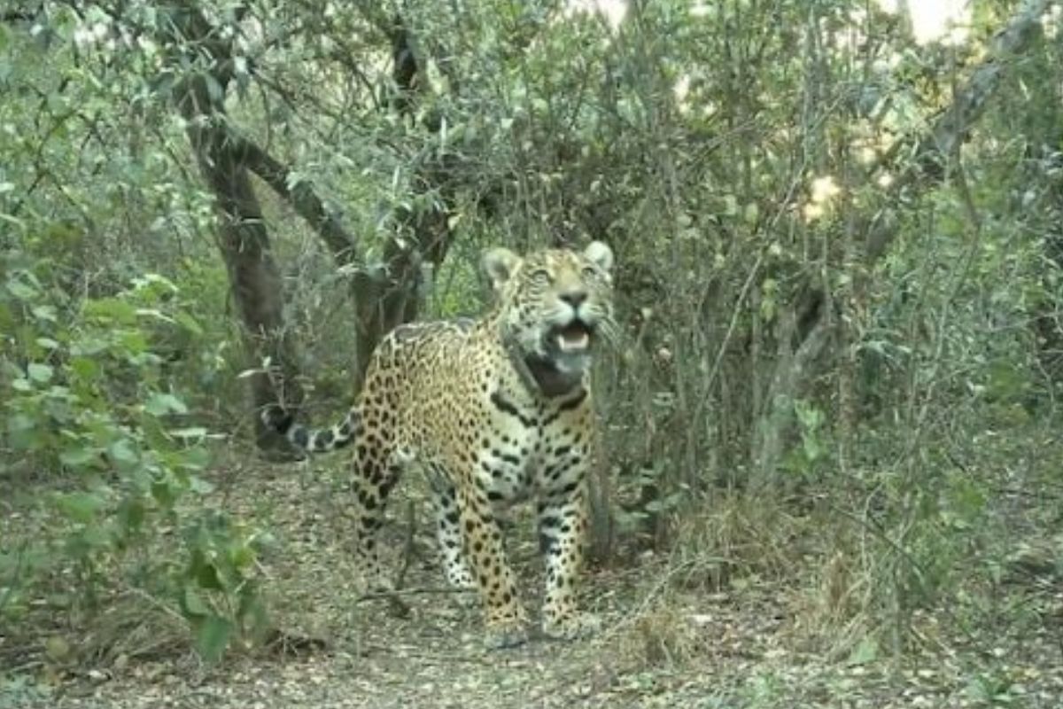 Mataron a Acaí, la yaguareté que simbolizaba el renacer del Chaco. (www.elesquiu.com)