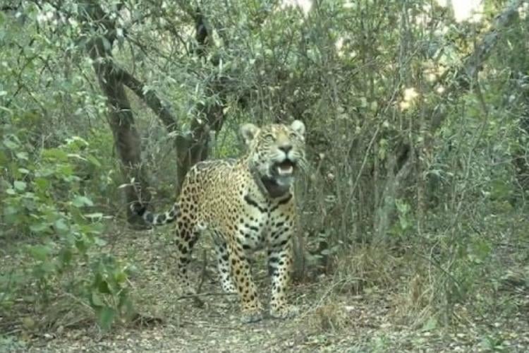 tigre Mataron a Acaí, la yaguareté que simbolizaba el renacer del Chaco. (www.elesquiu.com)