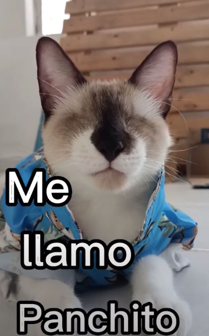 panchito-gatito2 panchito-gatito2