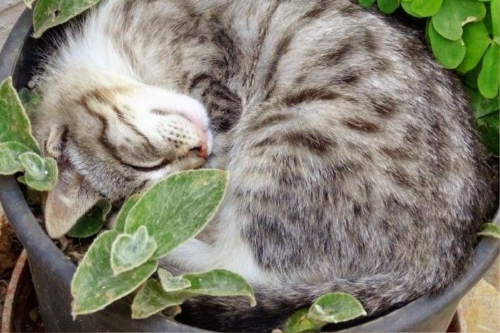 gato Hierba para gatos: el snack verde que no sabías que amaban, se conoce como Nepeta cataria o, comúnmente llamada “hierba gatera” y es un anzuelo que atrapa su atención. (Foto: Pinterest)