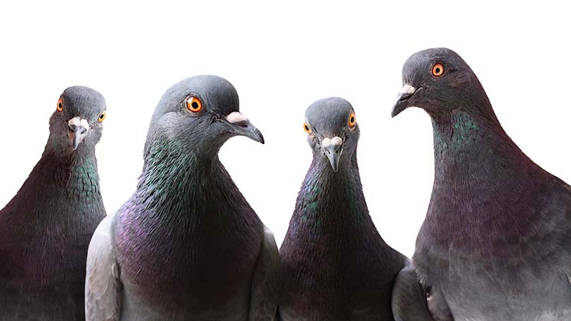 palomas AdobeStock_236118883 palomas AdobeStock_236118883