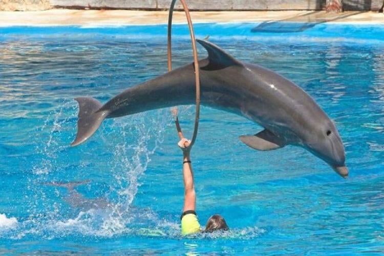 delfin cautiverio Estos animales suelen mantenerse en entornos artificiales y reducidos, lo que puede provocar estrés, enfermedades y problemas de comportamiento. (Imagen: Pinterest)