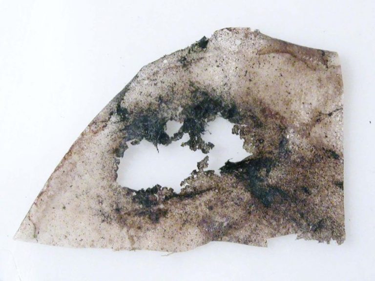 hongo que degrada el plástico hongo que degrada el plástico