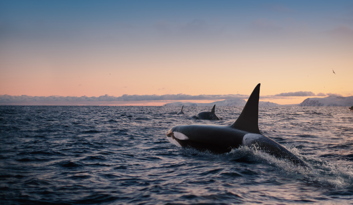 orcas AdobeStock_542748137 orcas AdobeStock_542748137