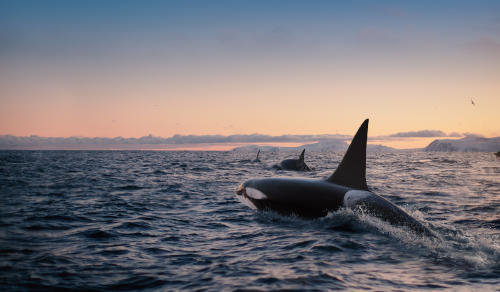 orcas AdobeStock_542748137 orcas AdobeStock_542748137